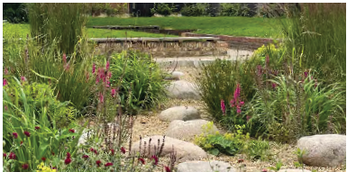 An image of a rain garden with plants either side of a stepping stone pathway. 