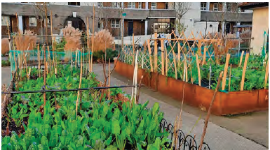 An image of communal planting and growing beds.